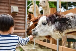 Hoe scoor je de beste dierentuin deals?